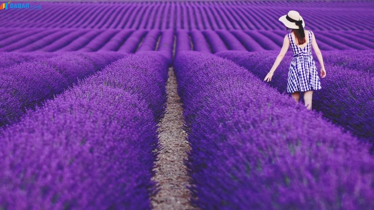 Tìm hiểu về loài hoa có tên Lavender