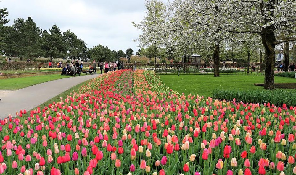 Top 5 địa điểm ngắm hoa tulip Hà lan đẹp ngất ngây