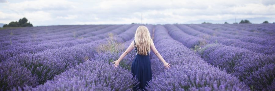 Ngất ngây trước vẻ đẹp của cánh đồng hoa Lavender ở Provence