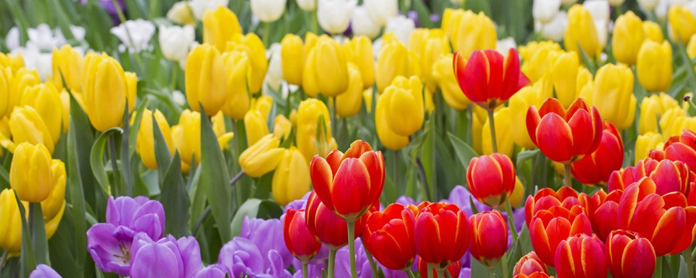 Kinh nghiệm đi du lịch mùa lễ hội hoa tulip Hà Lan 2019 từ A đến Z