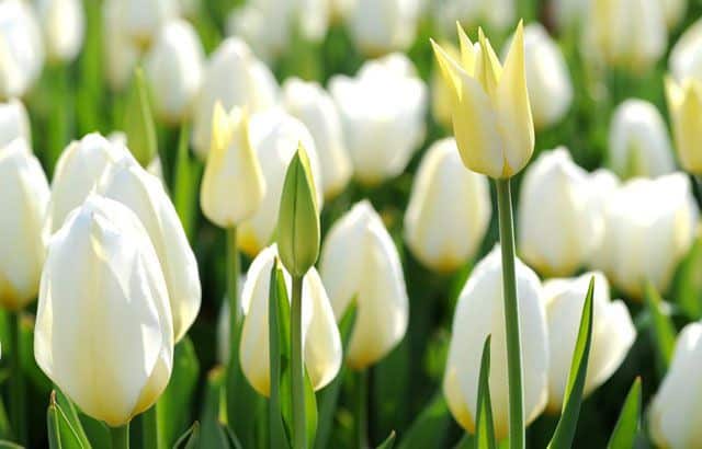 Đi tìm 5 loài hoa tulip Hà Lan được dân tình yêu thích nhất
