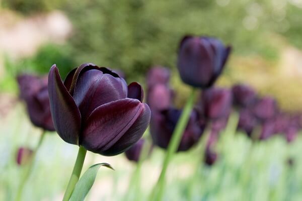 Đi tìm 5 loài hoa tulip Hà Lan được dân tình yêu thích nhất