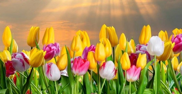 Kinh nghiệm đi lễ hội hoa tulip Hà Lan 2019 mới nhất và đầy đủ nhất